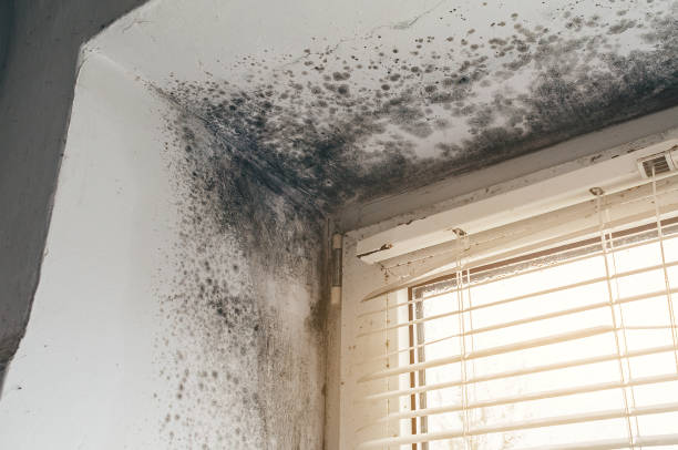 Affordable Commercial Mold Remediation solutions in Danville, IL